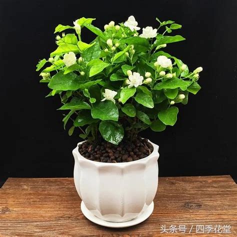 茉莉花 澆水|茉莉花的種植方法：養護、修剪、澆水、施肥、換盆……一篇教會。